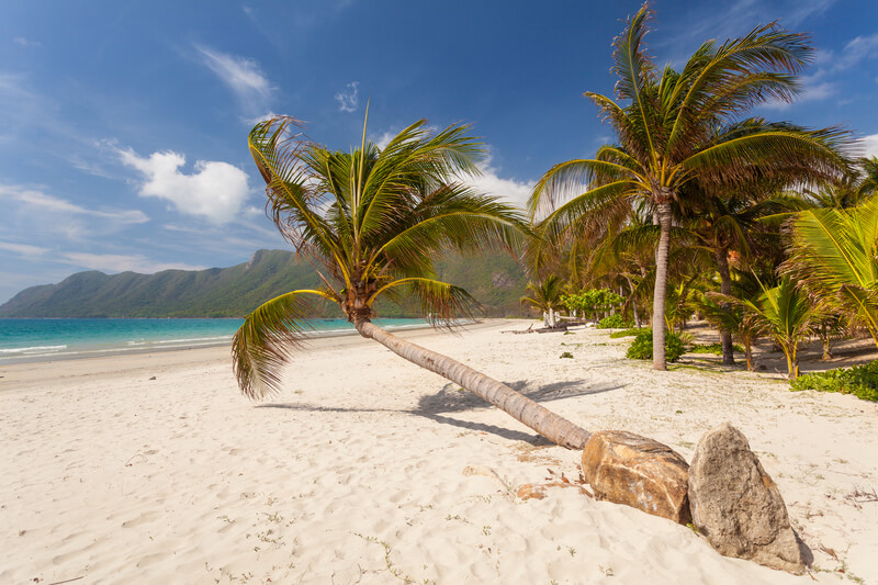 Calm tropical beach with a bent coconut palm tree on a Con Dao island in Vietnam